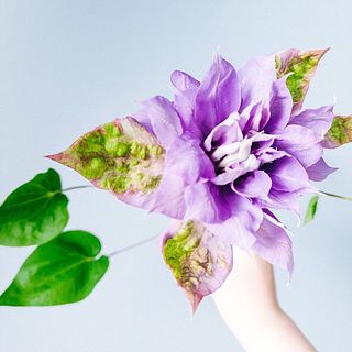 不思議な色合いが楽しめる花もあります