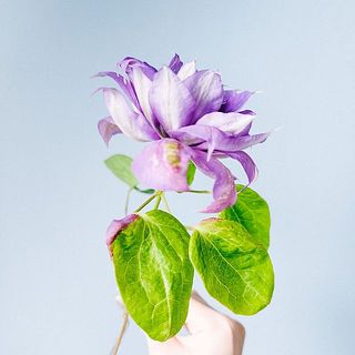 葉っぱも色付いていることも💜