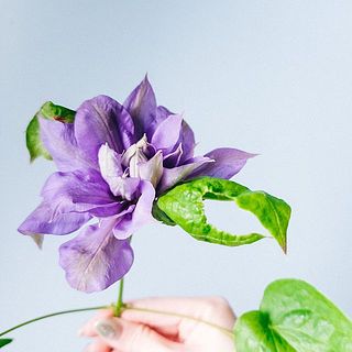 葉に虫食いがあることも。気になる場合は優しく取り除いてください。