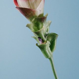 お花が咲いている場合は枯れる前に優しく取り除くと長持ちします。