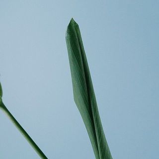 葉のつき方には個体差がございます。