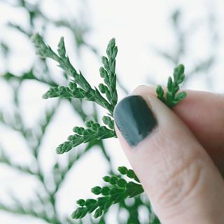 匂いヒバは葉っぱを擦ると、深呼吸したくなる爽やかな香りが😍