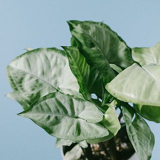 模様には個性があります。
