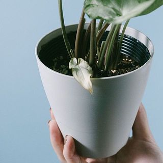 かわいい新芽🌱