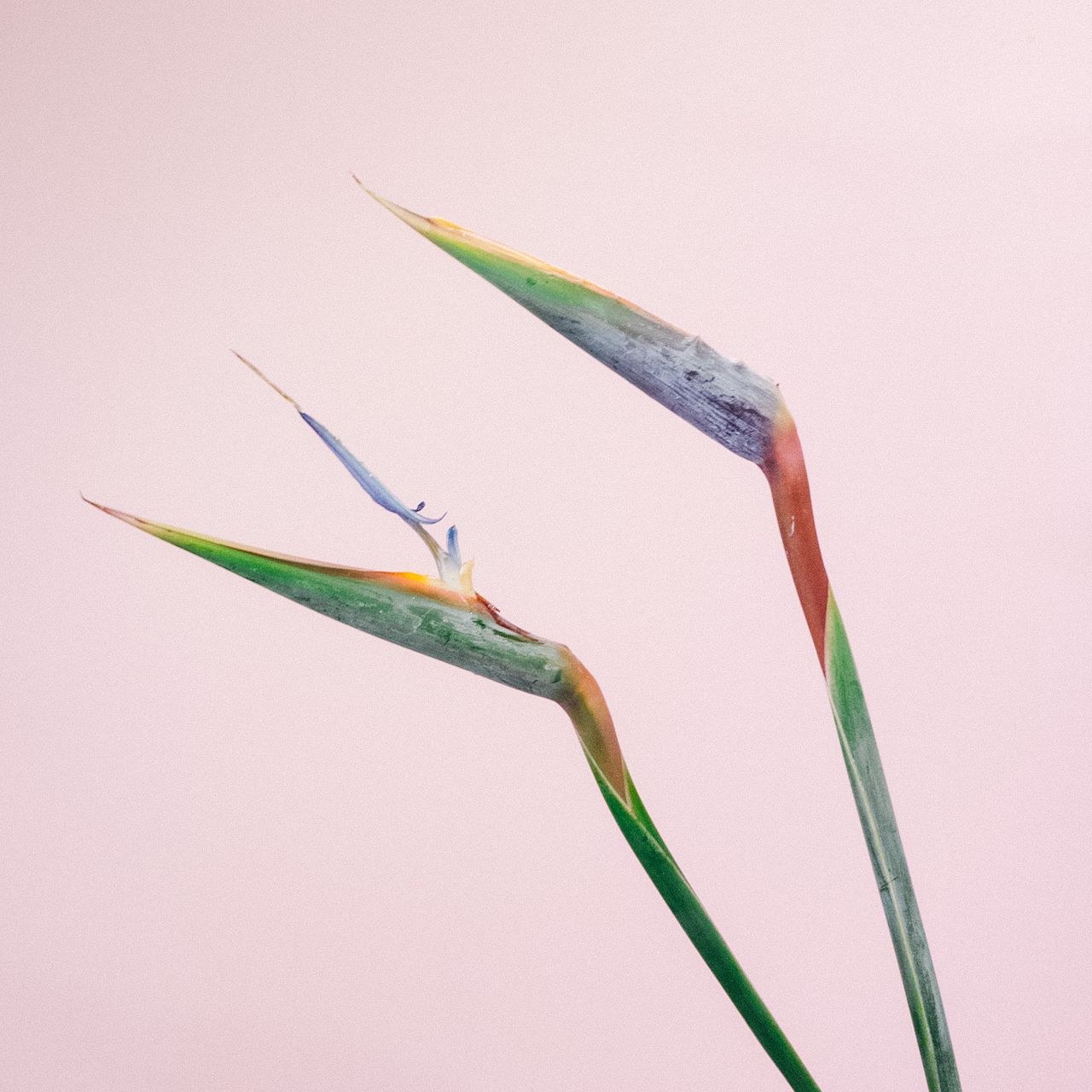 極楽鳥花