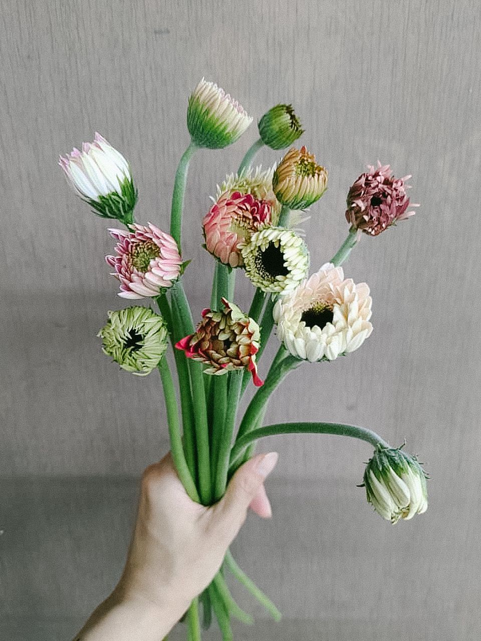 ガーベラのつぼみ「Girly Pink」