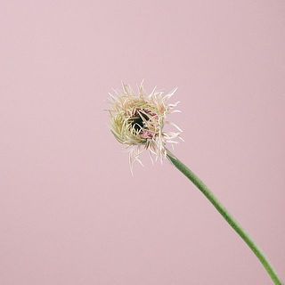 ガーベラのつぼみ「Girly Pink」