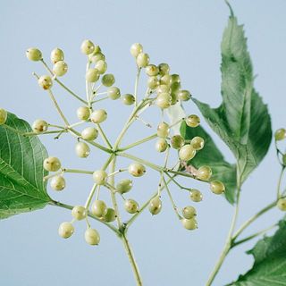 花材に！/天然ヒバ/ヒバぼっくり【金平糖のような可愛い実のついた枝葉】5〜6本 ほんのり赤いビバーナムコンパクタ
