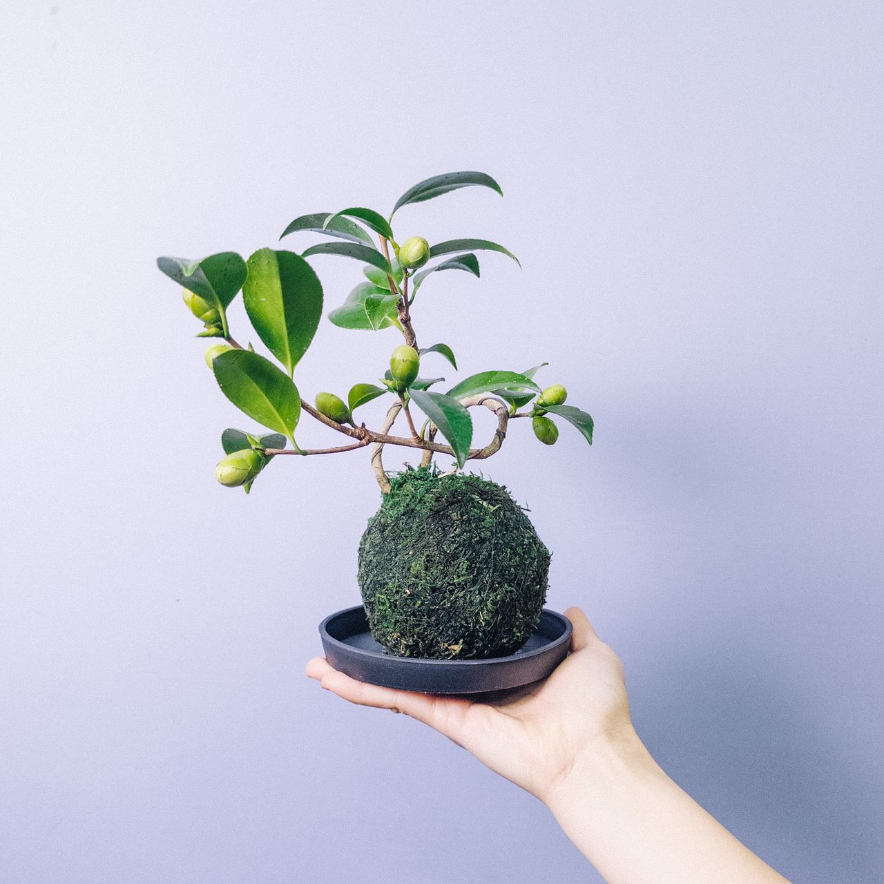 椿の苔玉