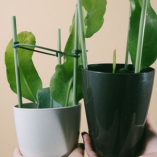 白と黒のポットのどちらかをお届けします！