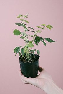 お届け例（苗には個体差がございます）