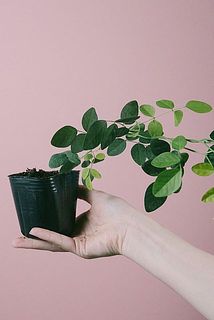 生長している苗は俯きがになることも。支柱などを添わせてあげて。