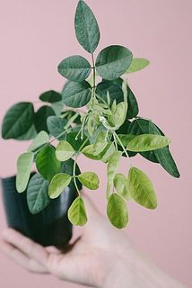 新芽が少しずつ伸びてきています😍