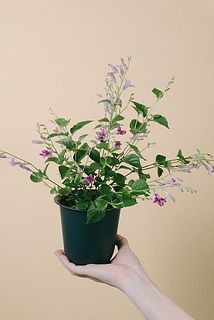 お届け例（お花の色味には個体差がございます。）