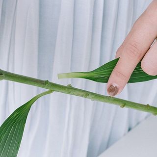 花に水を届けるため、葉っぱはできるだけ間引いて。