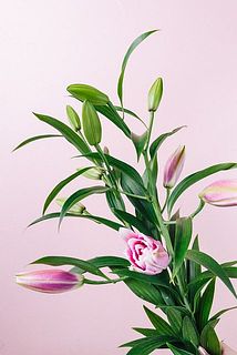 ロングサイズでお届けします。