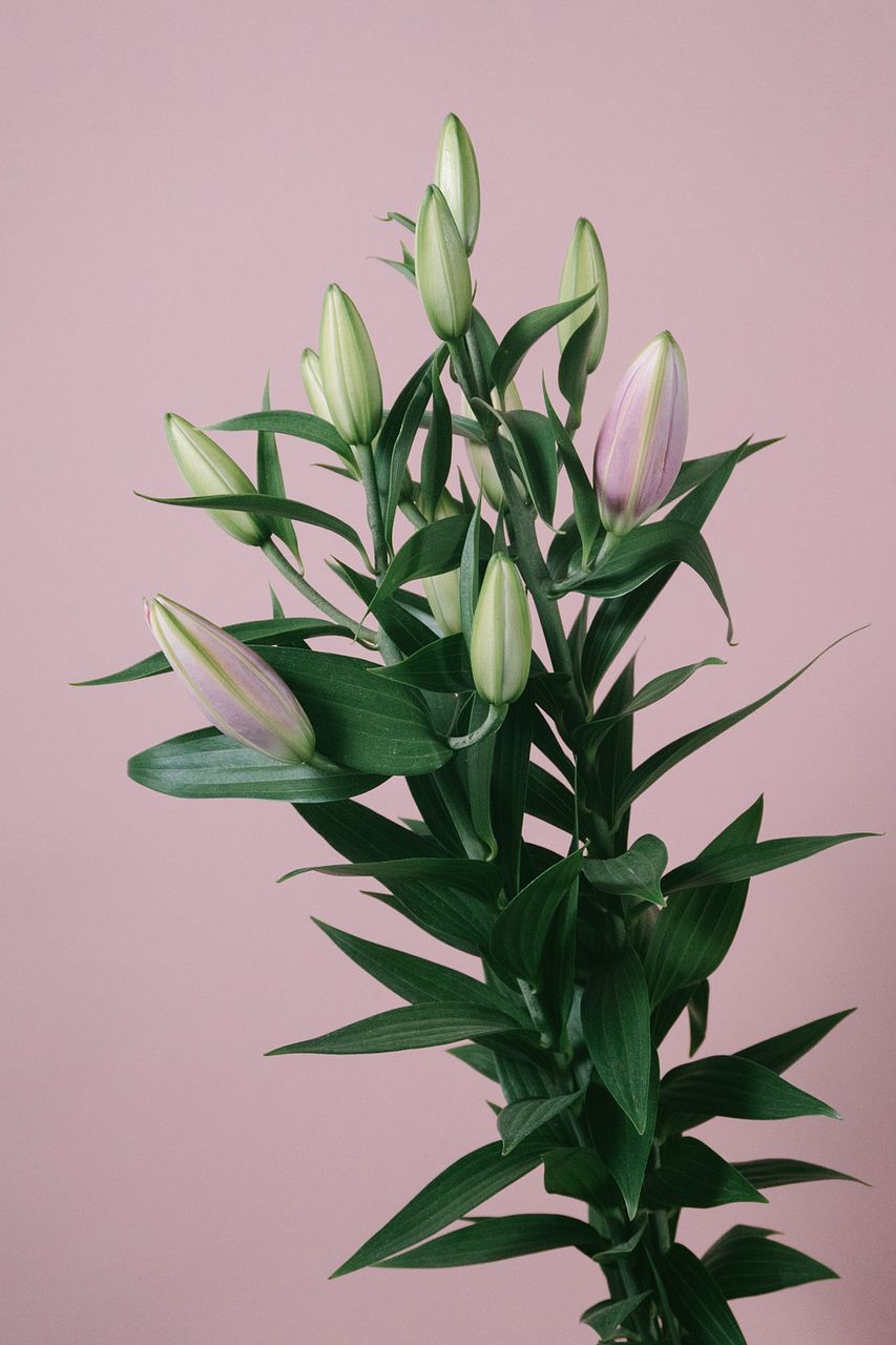 八重咲ゆり「ダイアンサ」