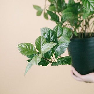 長い芽は流れるような佇まいです。