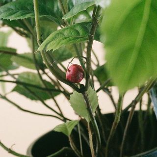 赤い実がなっているかも？！