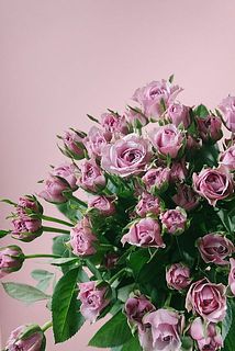 一番花は変色や水下がりしやすいです。気になる場合は摘み取りましょう。