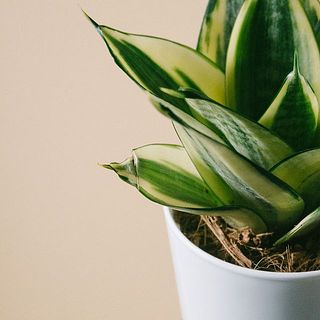 傷がついていることがあります。気になる場合はカットしてください。