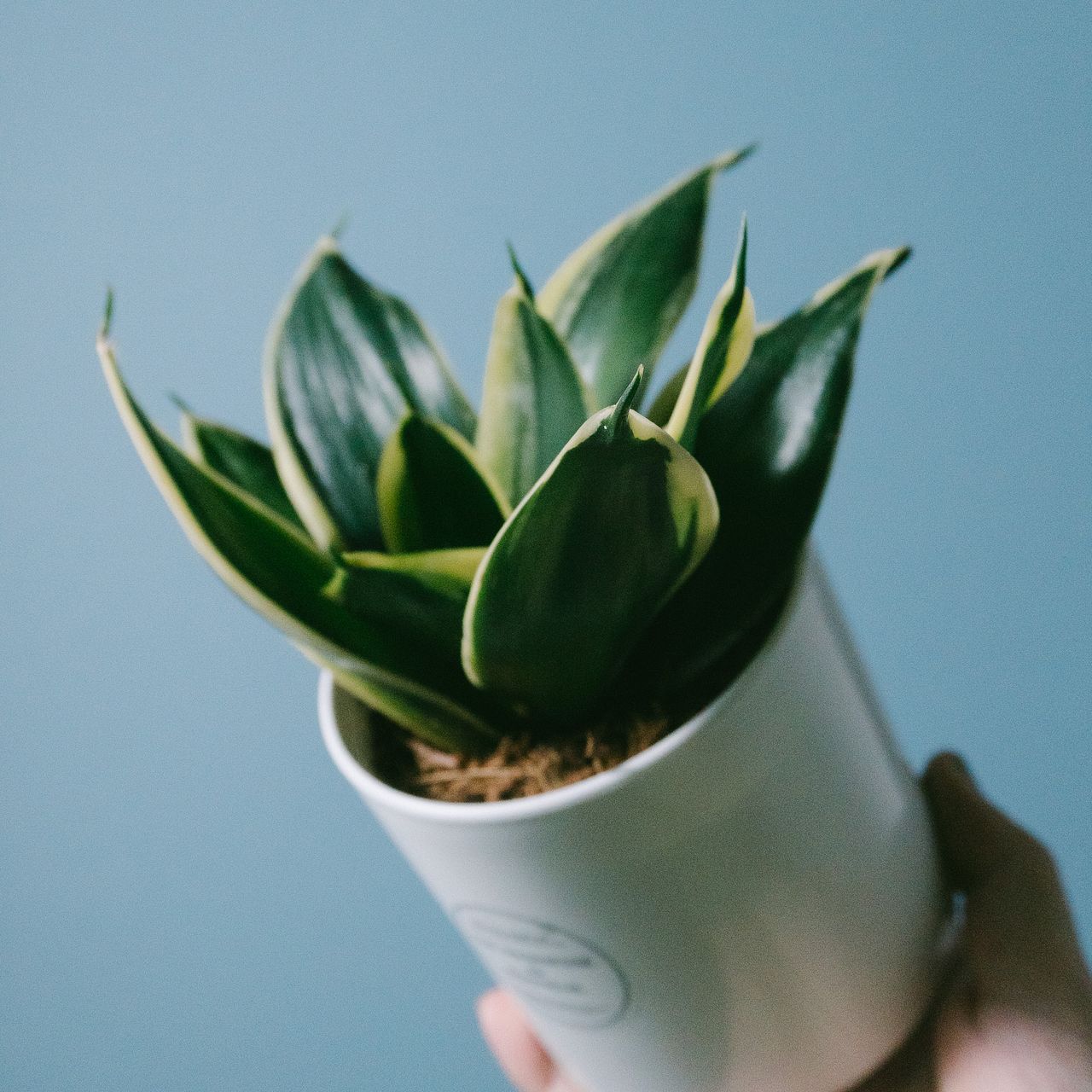 いちごミルク サンスベリア　ハニー サンスベリア「ハニーバニー」