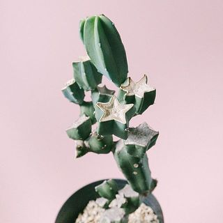 星のような形がかわいい！