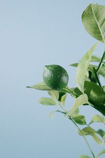 小さな実がつきます。実は落ちやすいですが、レモンの特性なのでご了承ください。