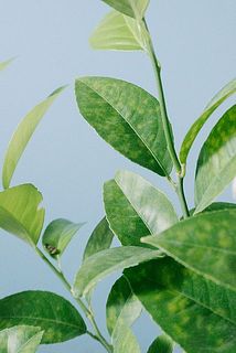 黄色い斑状になっているものがありますが、今の時期、実に栄養を取られて一時的に黄色くなる生理現象で、8月終わり頃には葉色は戻ります