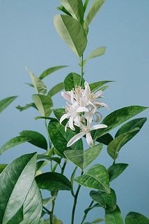 お花が咲いていたらラッキー！華やかなジャスミンのような香りがします。