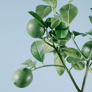 実が配送中に落ちてしまった時は、葉の手前部分の枝をカットしてみて