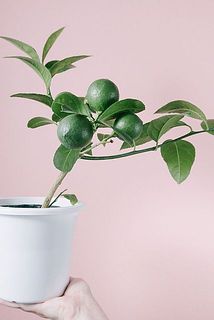枝の生え方には個体差があります。どの生え方が届くかはお楽しみに😌