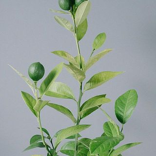 柑橘の木の特徴として、実がたくさん成る「表年」と実が少ない「裏年」を1年ごとに繰り返します。