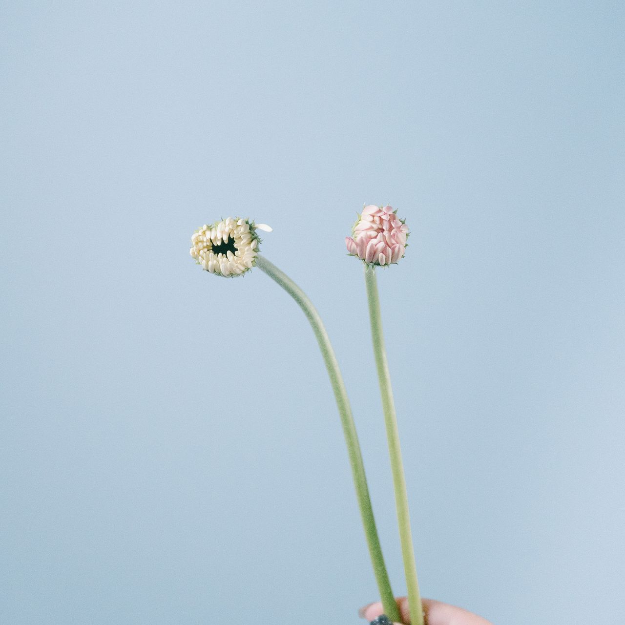 ガーベラのつぼみ「Girly Pink」