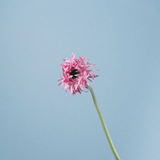 ガーベラのつぼみ「Girly Pink」