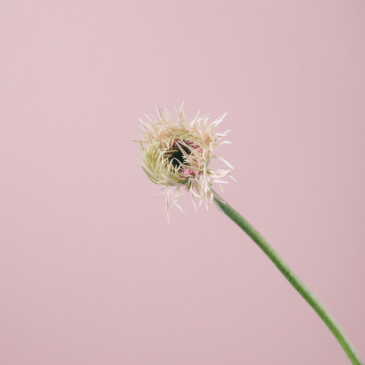 ガーベラのつぼみ「Girly Pink」