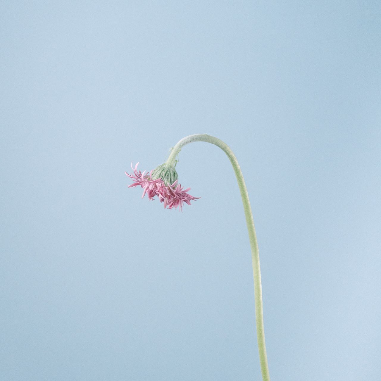 ガーベラのつぼみ「Girly Pink」