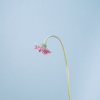 ガーベラのつぼみ「Girly Pink」