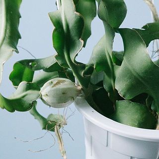 実に傷がついていることがあります。