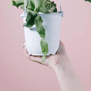葉に傷がついていることがあります。ご了承ください。