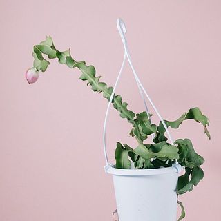 葉の生え方や実のつき方に個体差があります。どの生え方が届くかお楽しみに😌