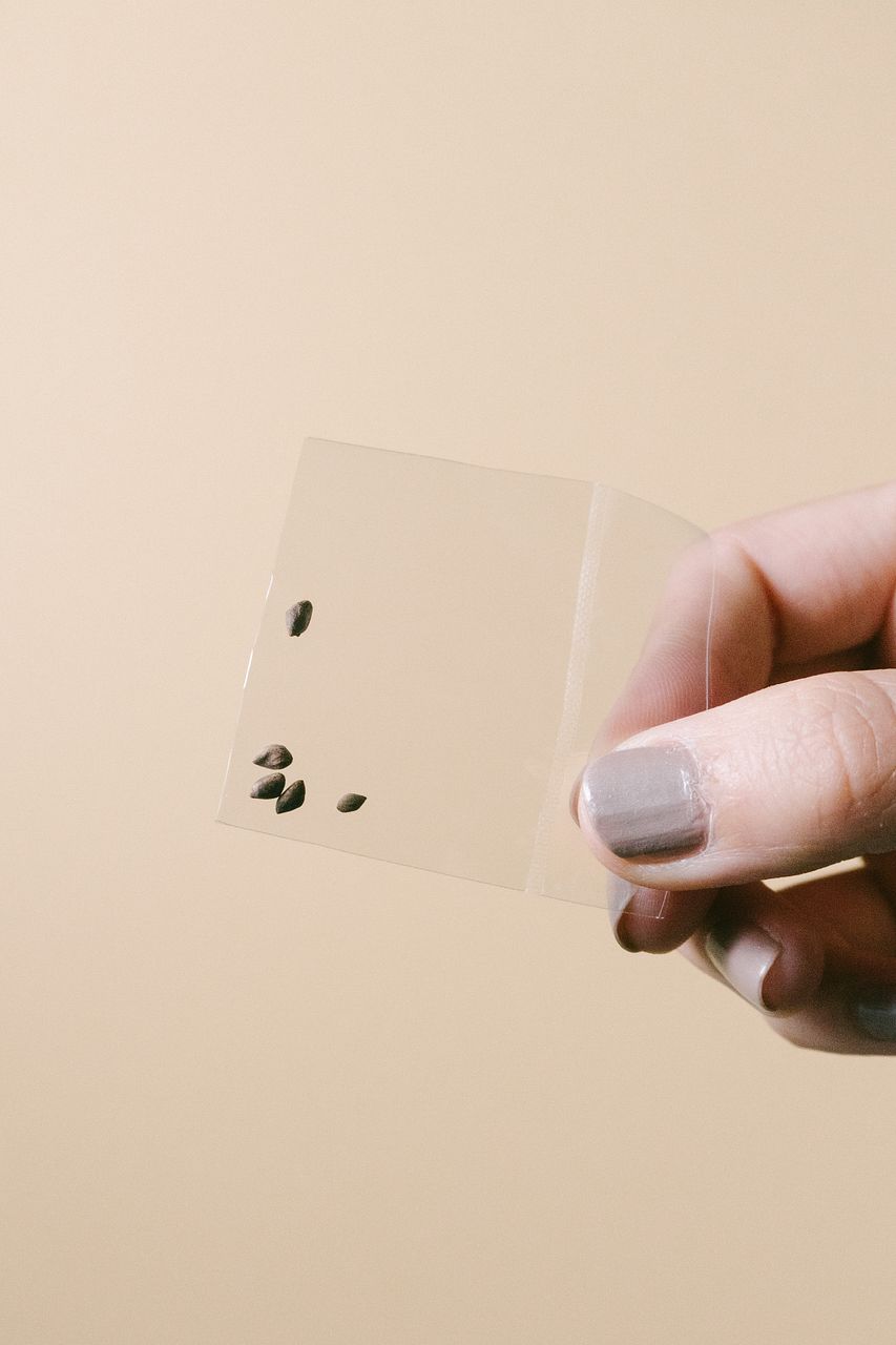 HACO MAME 盆栽栽培セット「赤松」