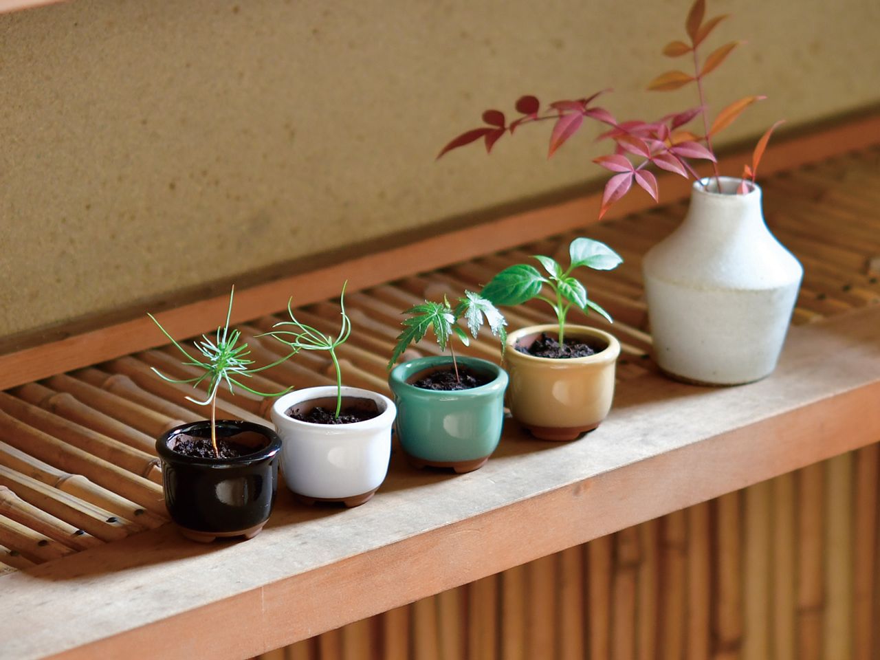 HACO MAME 盆栽栽培セット「赤松」