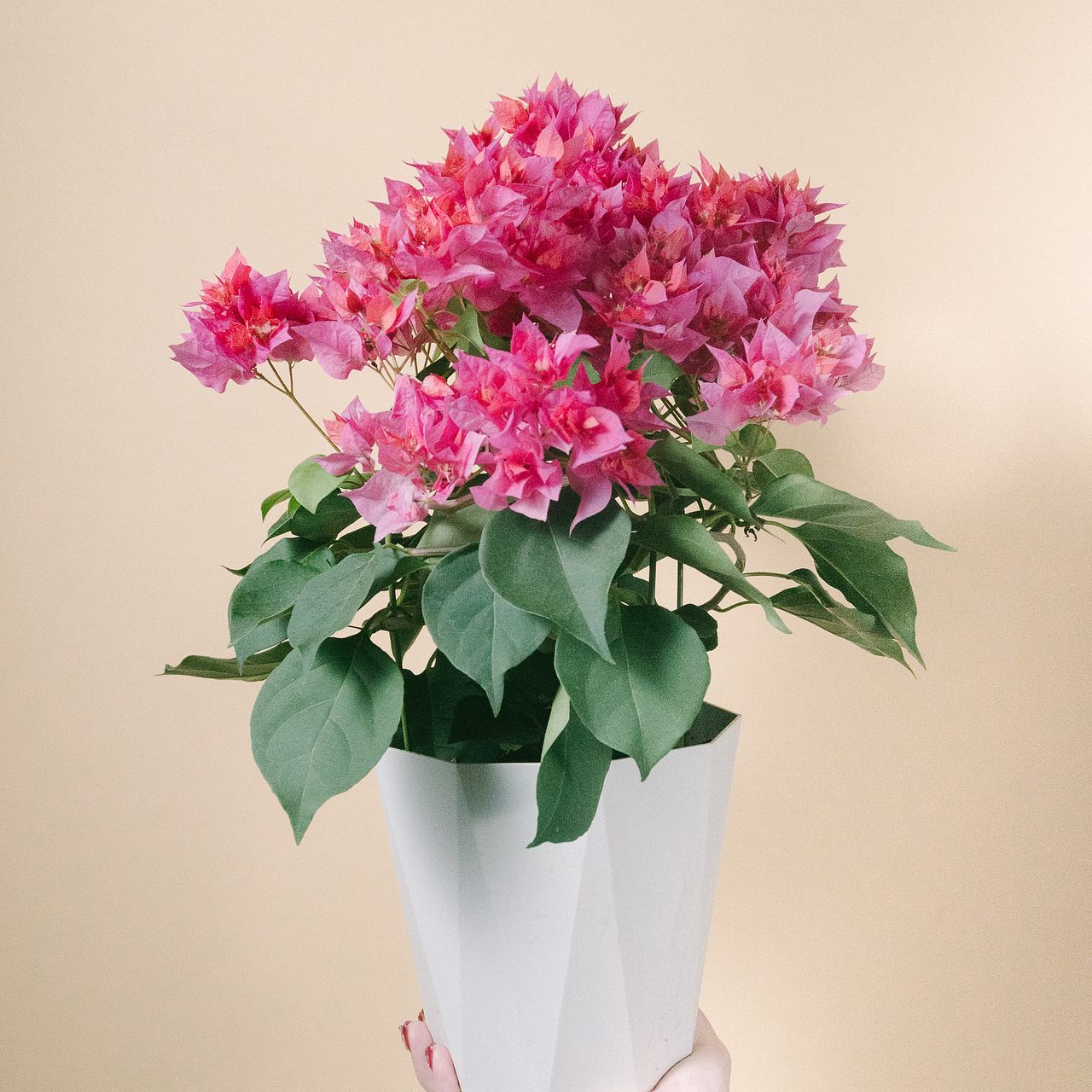 八重咲きのブーゲンビリア