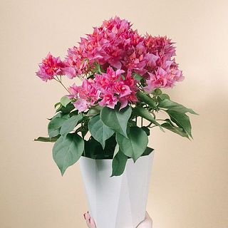 八重咲きのブーゲンビリア