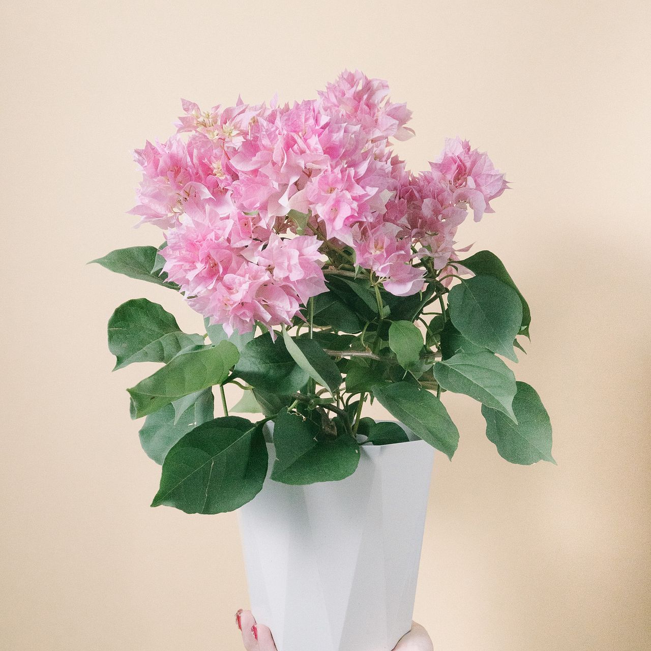 八重咲きのブーゲンビリア