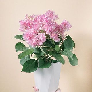八重咲きのブーゲンビリア