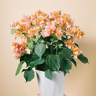 small_5325e1a4-c2a7-47e0-9db1-