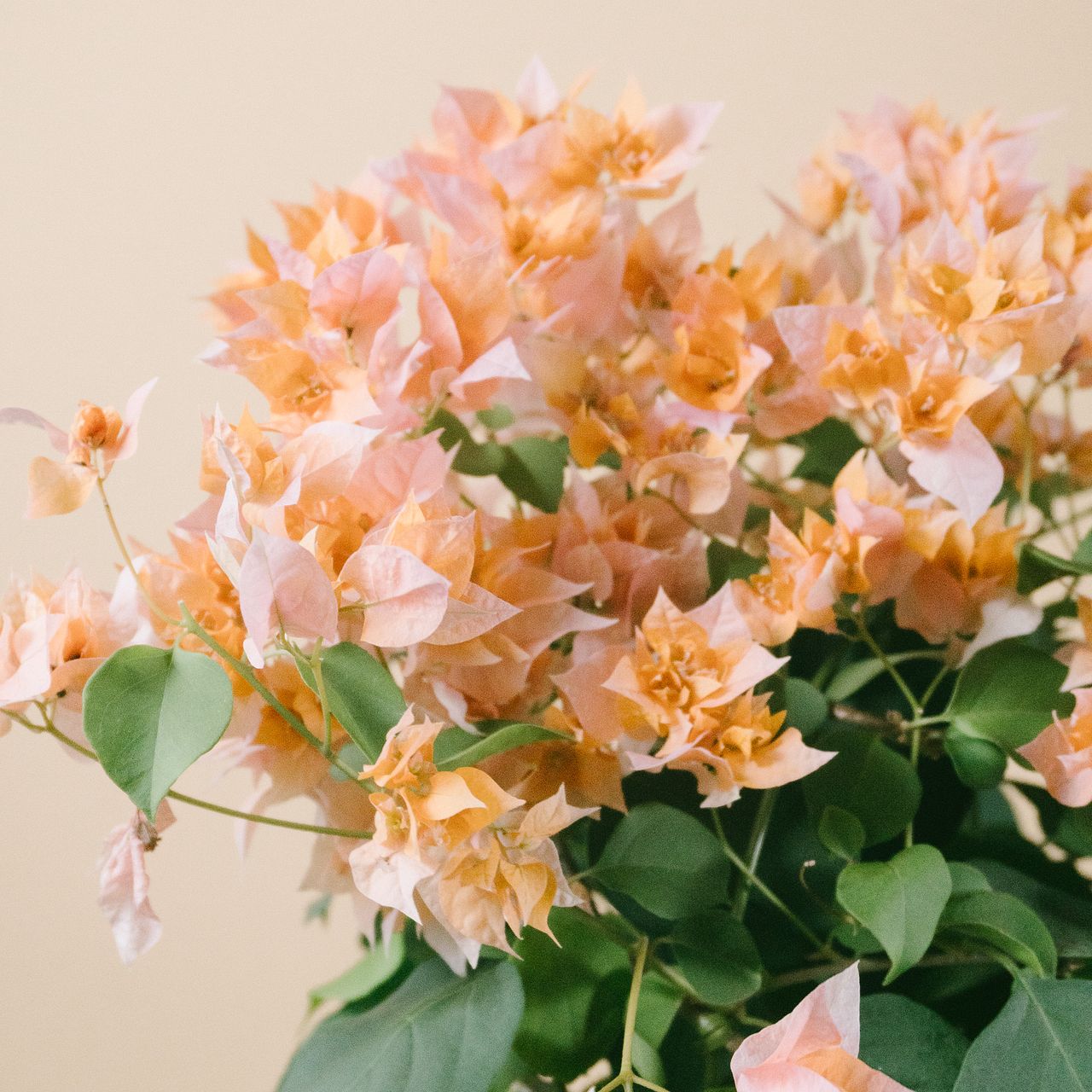 八重咲きのブーゲンビリア