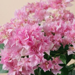 八重咲きのブーゲンビリア